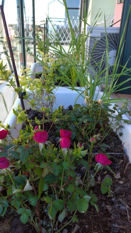 Delle Rose Apartment 伊拉克里亚马勒 外观 照片